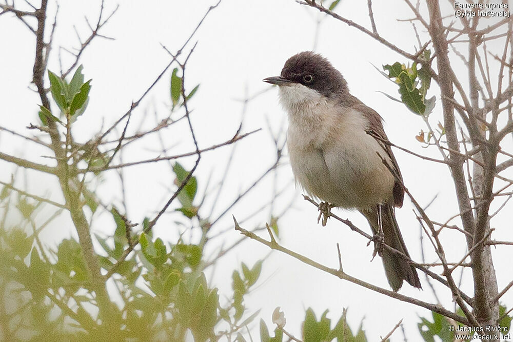 Fauvette orphée mâle adulte nuptial, identification