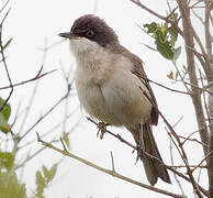 Western Orphean Warbler