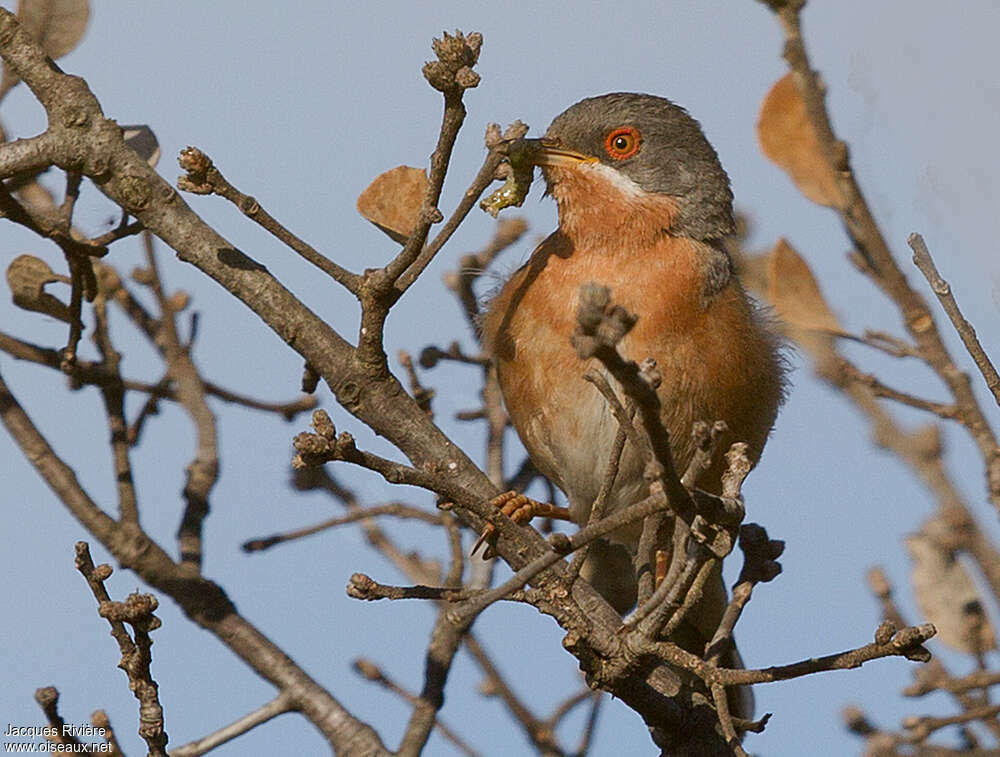 Subalpine Warbler male adult breeding, feeding habits, Reproduction-nesting