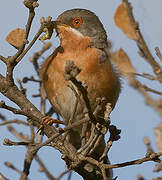 Western Subalpine Warbler