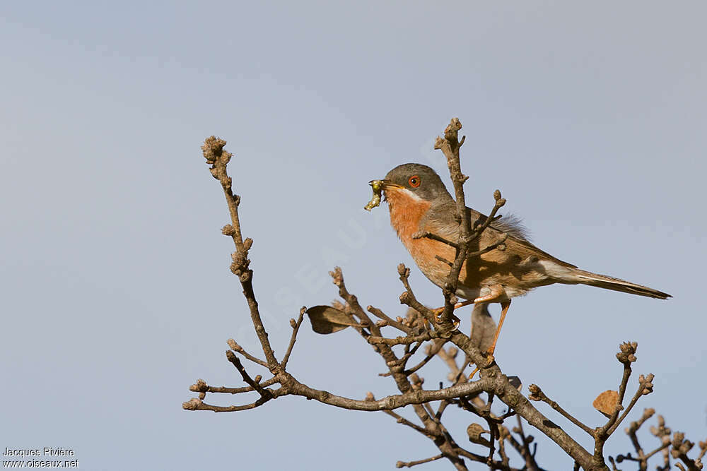 Western Subalpine Warbler male adult breeding, feeding habits, Reproduction-nesting