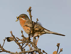 Western Subalpine Warbler