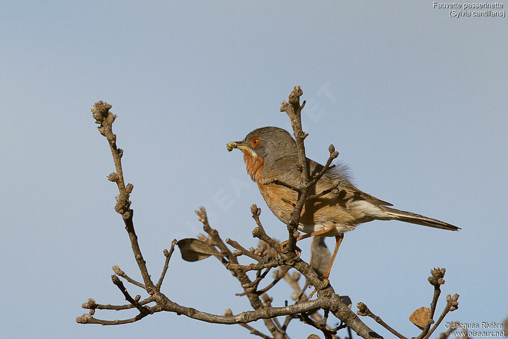 Western Subalpine Warbler male adult breeding, identification, Reproduction-nesting