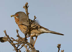 Western Subalpine Warbler