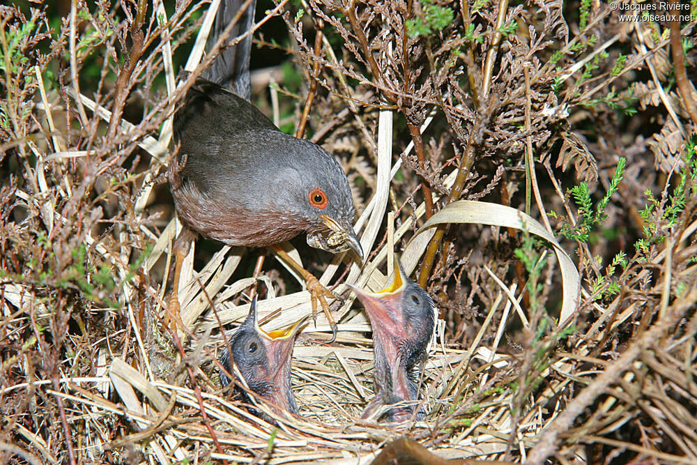 Dartford Warbleradult breeding, Reproduction-nesting