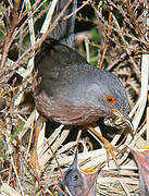 Dartford Warbler