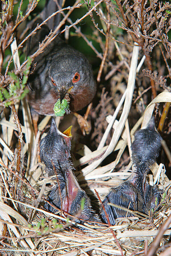 Dartford Warbler, feeding habits, Reproduction-nesting