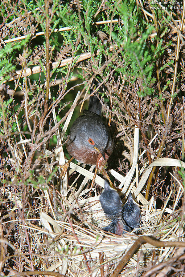 Dartford Warbleradult breeding, Reproduction-nesting