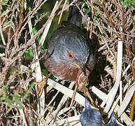 Dartford Warbler