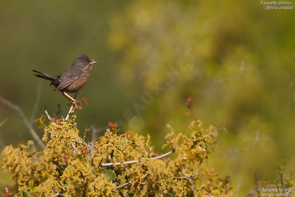 Dartford Warbleradult breeding, identification