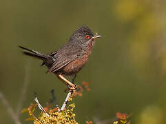 Dartford Warbler