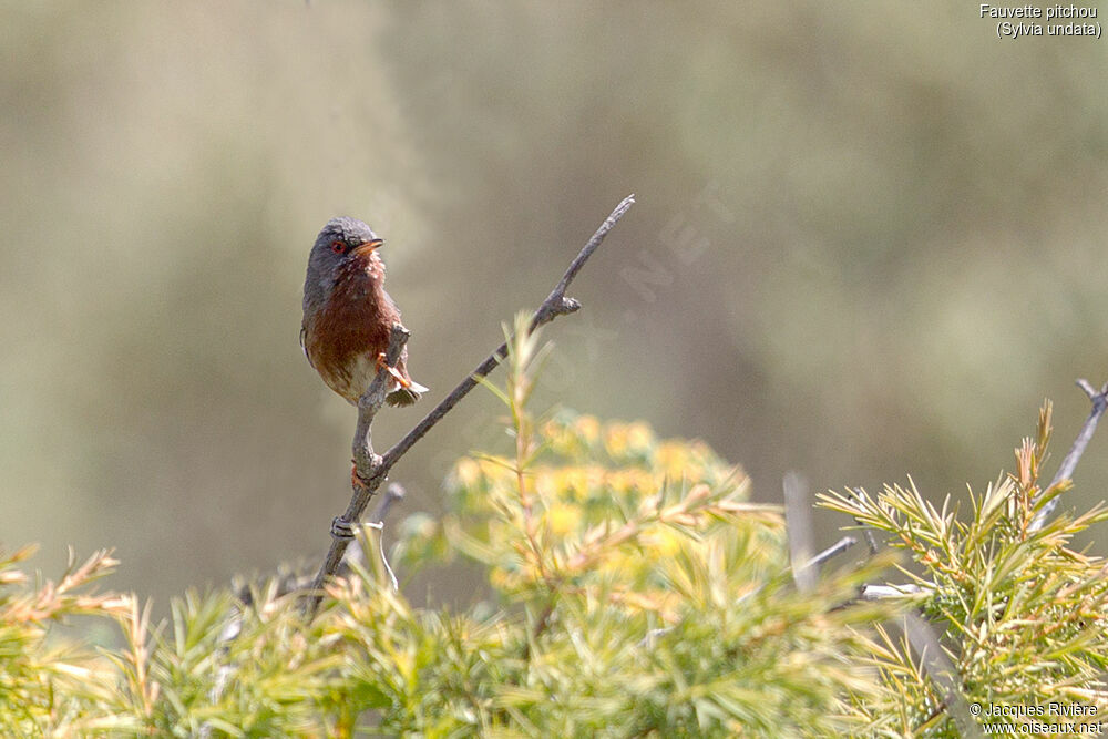 Dartford Warbler male adult breeding, identification