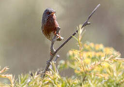 Dartford Warbler