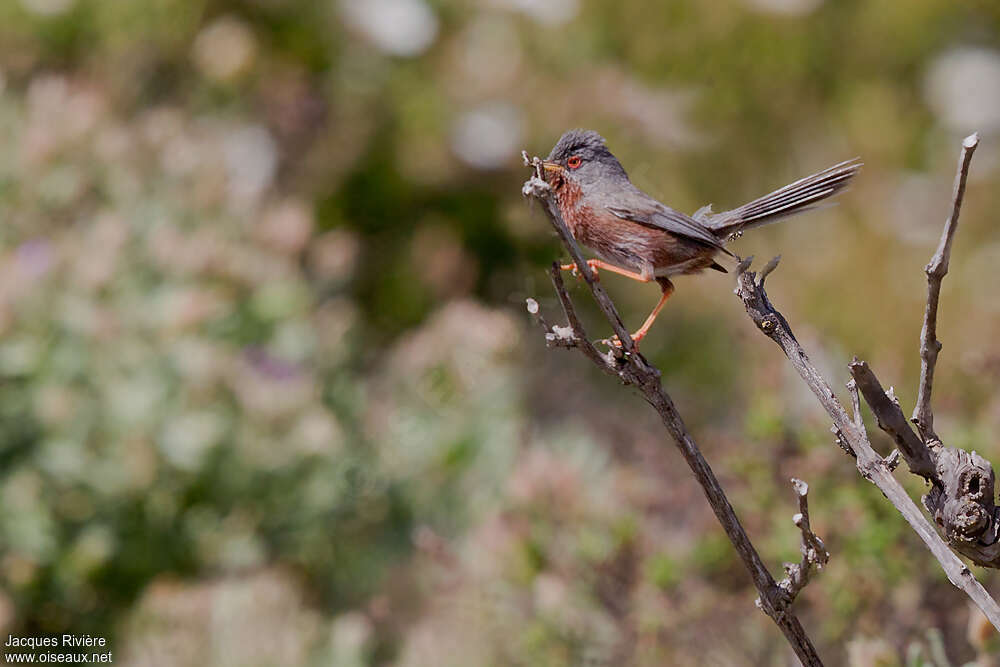 Dartford Warbler male adult breeding, identification, eats