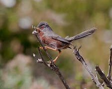 Dartford Warbler