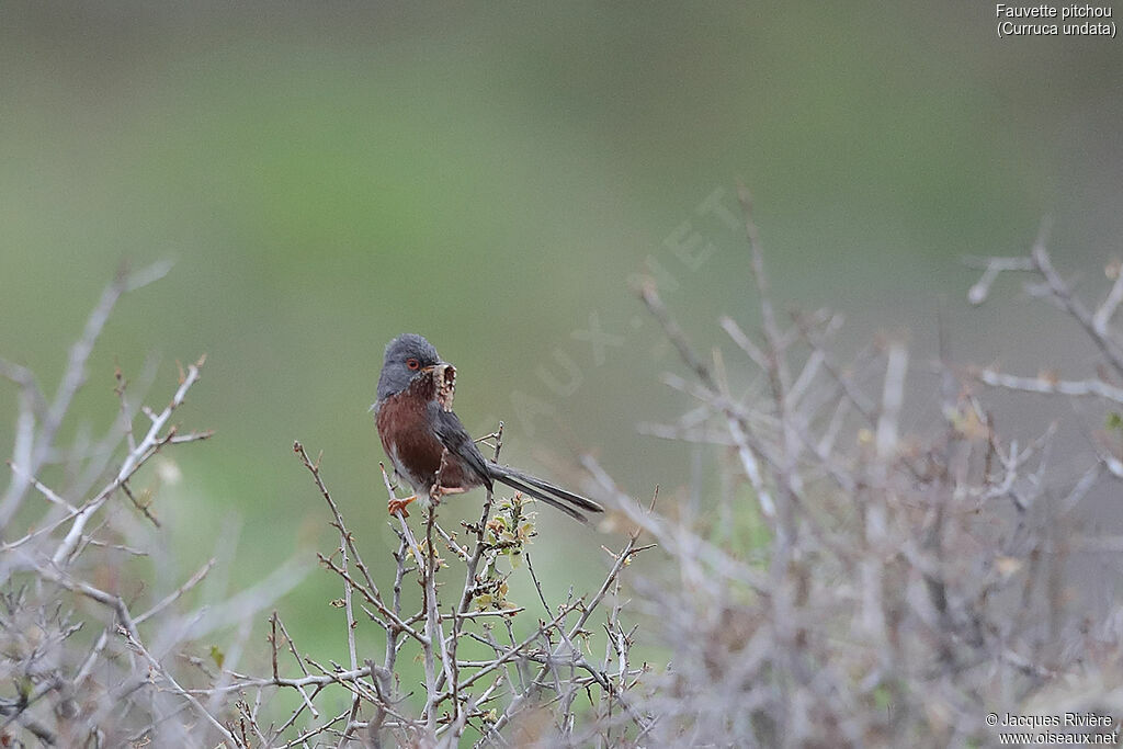 Fauvette pitchou mâle adulte, identification, Nidification