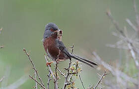 Dartford Warbler