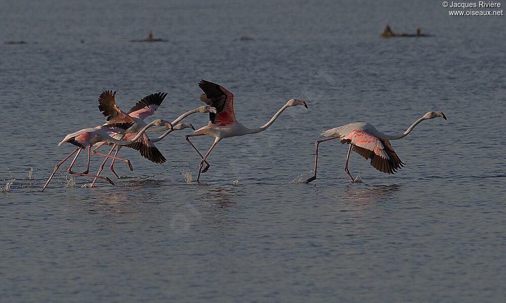 Greater Flamingoadult