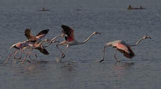 Flamant rose