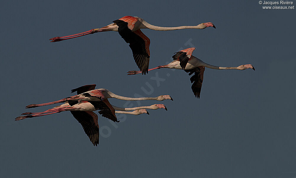 Greater Flamingoadult breeding, Flight