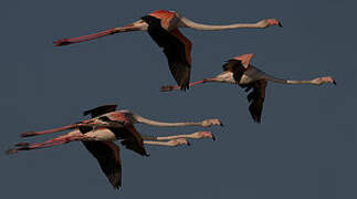 Greater Flamingo