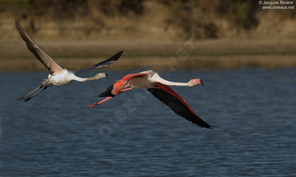 Flamant rose, Vol