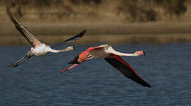 Flamant rose