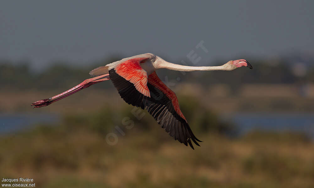 Greater Flamingoadult breeding, Flight