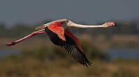 Flamant rose