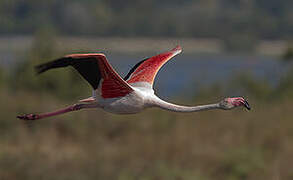 Greater Flamingo