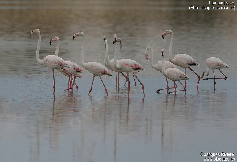 Greater Flamingoadult, walking