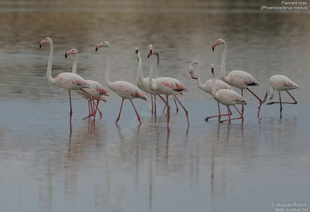 Greater Flamingoadult, walking