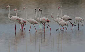 Flamant rose