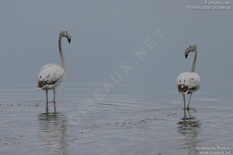 Greater Flamingoimmature, identification, walking