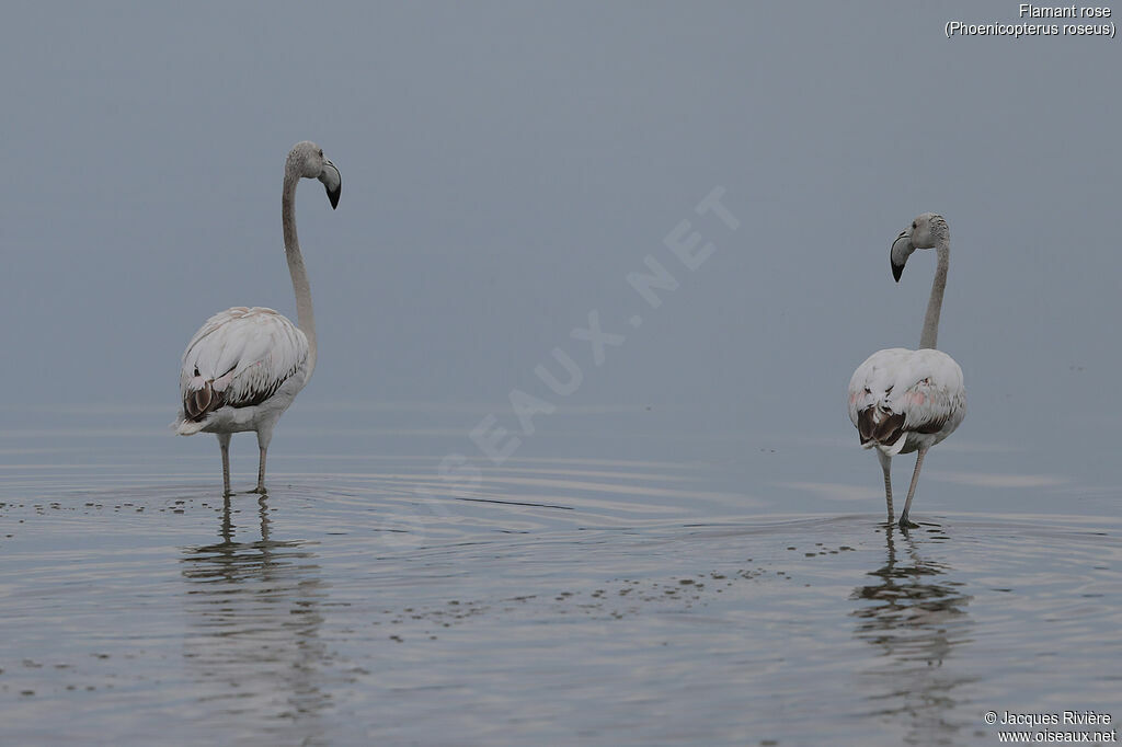 Greater Flamingoimmature, identification, walking