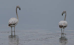 Greater Flamingo