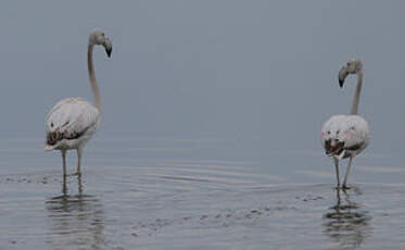 Flamant rose