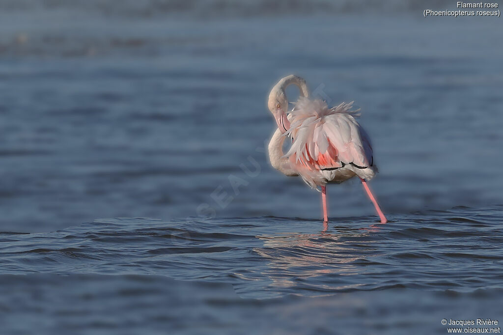 Flamant roseadulte, identification, soins