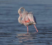 Greater Flamingo