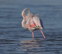 Flamant rose