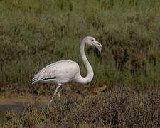Flamant rose