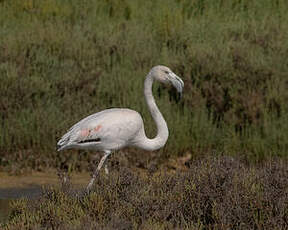 Flamant rose