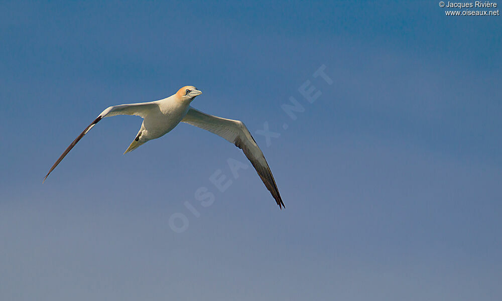 Northern Gannetadult breeding, Flight