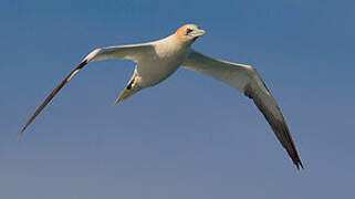 Northern Gannet