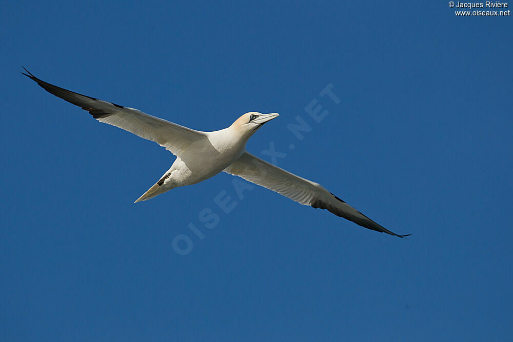 Northern Gannetadult breeding, Flight