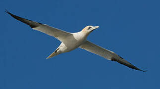 Northern Gannet