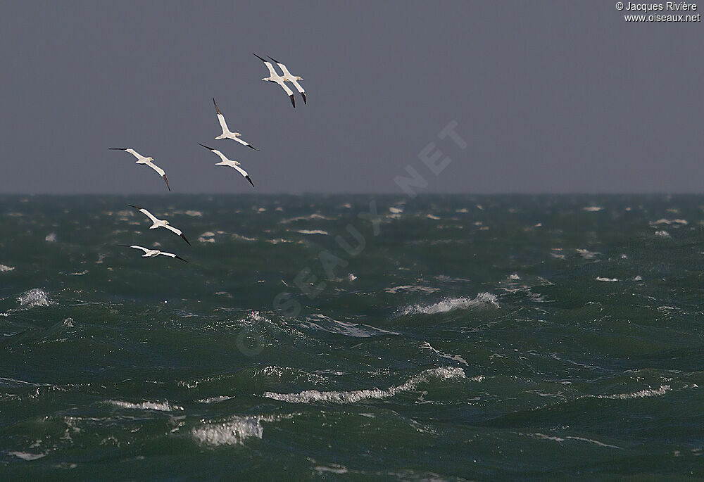 Northern Gannetadult breeding, Flight