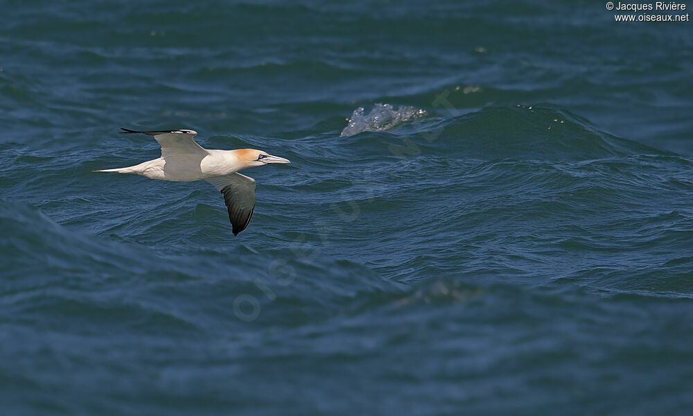 Northern Gannetadult breeding, Flight