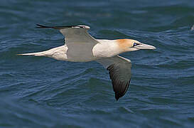 Northern Gannet