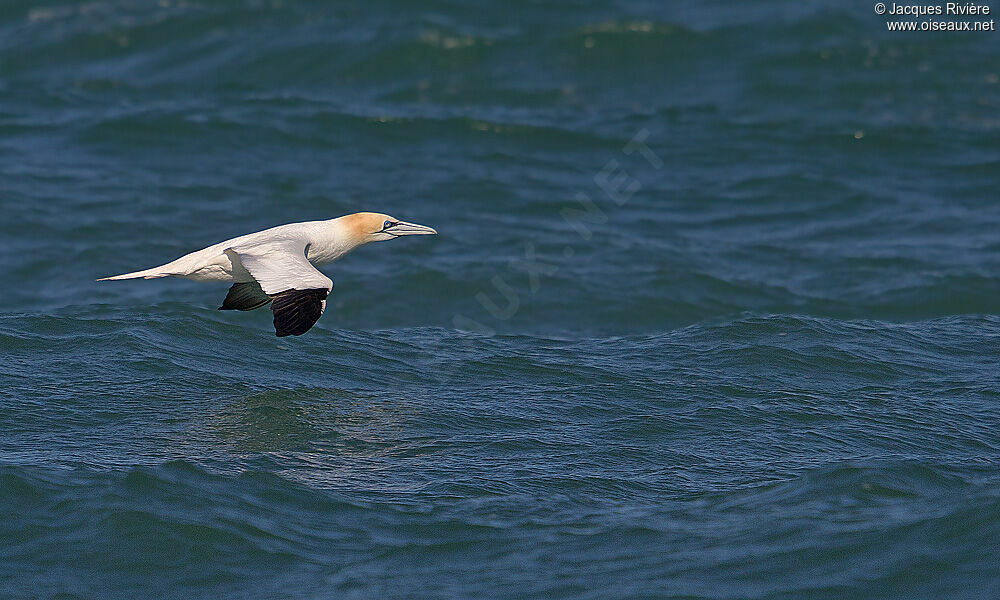 Northern Gannetadult breeding, Flight